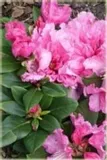 rododendron-rozanecznik-rodrigo-sadzonka