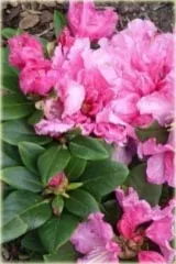 rododendron-rozanecznik-rodrigo-sadzonka