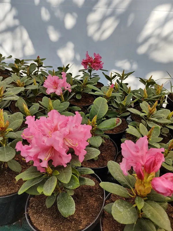 rododendron-rozanecznik-rodrigo-sadzonka-kolor-kwiatow-rozowe
