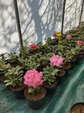 rododendron-rozanecznik-rodrigo-sadzonka-wysokosc-sadzonki-20-30-cm