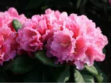 rododendron-rozanecznik-rodrigo-sadzonka-styl-ogrod-nowoczesny-ogrod-skalny-ogrod-japonski-ogrod-wiejski