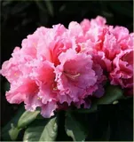 rododendron-rozanecznik-rodrigo-sadzonka-kod-produktu-332