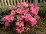 rododendron-rozanecznik-rodrigo-sadzonka-kolor-kwiatow-rozowe-rodzaj-rosliny-rozaneczniki-i-azalie