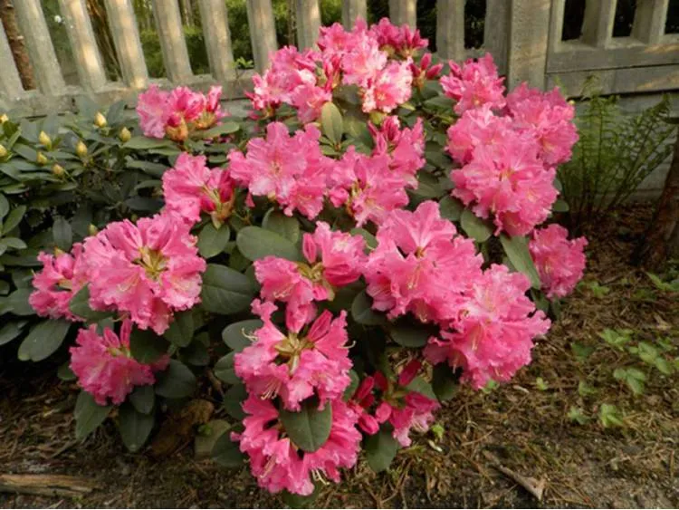 rododendron-rozanecznik-rodrigo-sadzonka