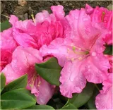 rododendron-rozanecznik-rodrigo-sadzonka-kolor-kwiatow-rozowe-waga-z-opakowaniem-1-kg