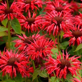 pysznoglowka-gardenview-scarlet-czerwone-kwiaty-motyle-sadzonka-p9