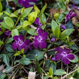 barwinek-atropurpurea-purpurowe-kwiaty-roslina-okrywowa-sadzonka-p9