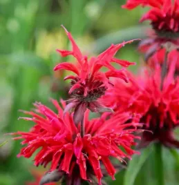 pysznoglowka-gardenview-scarlet-krwistoczerwona-bylina-sadzonka-p9