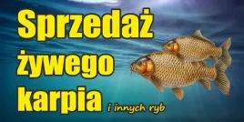 baner-reklamowy-sprzedaz-karpia-bk3-laminowany-200x100cm
