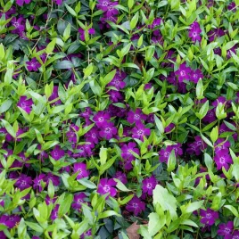 barwinek-pospolity-atropurpurea-purpurowy-zimozielony-sadzonka-p9