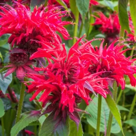 pysznoglowka-gardenview-scarlet-czerwona-miododajna-sadzonka-p9