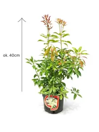 pieris-japonica-cavatine-c25l