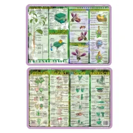 visual-system-podkladka-edukacyjna-biologia-nr026