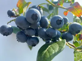 borowka-amerykanska-reka-lesny-smak-owocow-wczesna-szybkie-plony-sadzonka