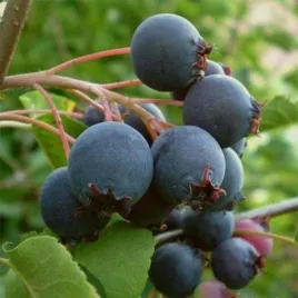 swidosliwa-smoky-slodkie-pyszne-owoce-pelne-witamin-w-doniczce-sadzonka