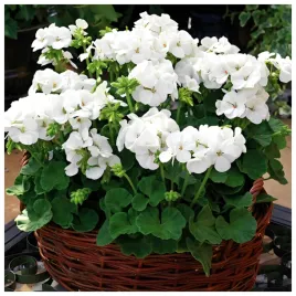pelargonia-rabatowa-cesarska-biala-nasiona-005g