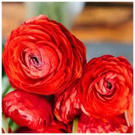 jaskier-ranunculus-czerwony-cebulki-10-szt-prezent