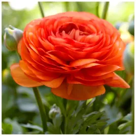 jaskier-cebulki-ranunculus-pomaranczowy-5-szt-gratis