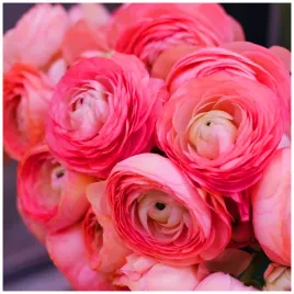 jaskier-ranunculus-rozowy-cebulki-10-szt-prezent