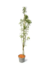 jarzab-autumn-spire-szczepiony-na-pniu-c10