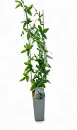 meczennica-passiflora-purple-haze-c2