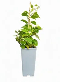 kiwi-aktinidia-deliciosa-jenny-samopylna-c2