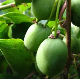 kiwi-aktinidia-sientiabrskaja-pstrolistna-c2