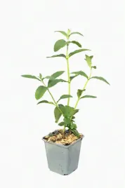 budleja-dawida-flower-power-p9-c1