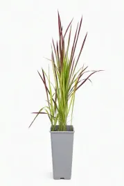 imperata-cylindryczna-red-baron-c2
