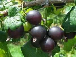 porzeczkoagrest-josta-pyszne-duze-owoce-smak-porzeczka-i-agrest-w-doniczce