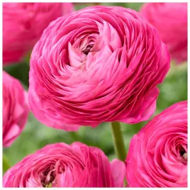 jaskier-ranunculus-rozowy-cebulki-10-szt-prezent