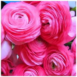 jaskier-ranunculus-rozowy-cebulki-5-szt-prezent