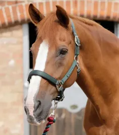 kantar-dla-konia-premier-equine-plain-miekko-podszywany-zielony-full