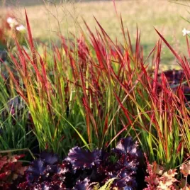 imperata-red-baron-trawa-na-rabaty-i-do-donic-kolorowa-sadzonka-p9