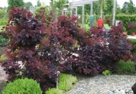 perukowiec-royal-purple-30-50cm-p9