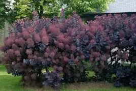 perukowiec-royal-purple-30-50cm-c2