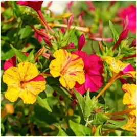 dziwaczek-jalapa-mix-kwiaty-swiecace-w-ciemnosci-nasiona-2-g