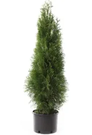 tuja-szmaragd-thuja-w-doniczce-do-ogrodu-ozdobny-krzew