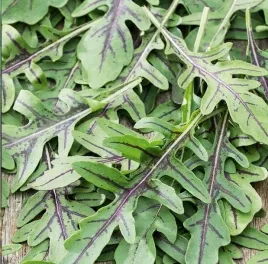 toraf-nasiona-wieloletnia-rukola-dzika-do-wielokrotnego-zbioru-1g