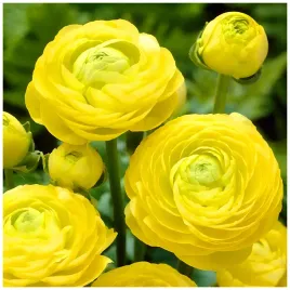 jaskier-ranunculus-zolty-cebulki-5-szt-prezent
