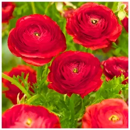 jaskier-ranunculus-czerwony-cebulki-10-szt-prezent