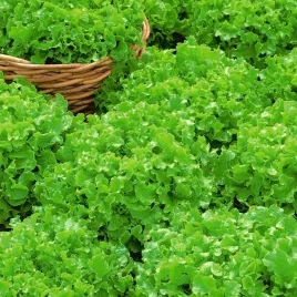 salata-debolistna-salad-bowl-dekoracyjna-nasiona-1-g