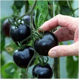pomidor-koktajlowy-black-cherry-slodki-czarny-nasiona-03-g