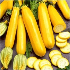 cukinia-goldena-nasiona-3-g-smaczne-wybitne-walory-smakowe