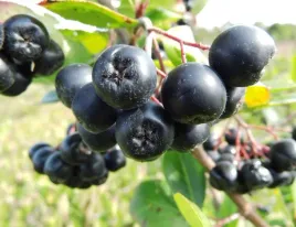 aronia-w-doniczce-nero-na-sok-obfity-owoc-witaminy-sadzonka-owoce-pyszne