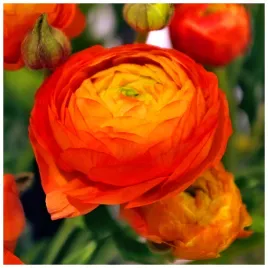 jaskier-ranunculus-pomaranczowy-cebulki-10-szt-prezent