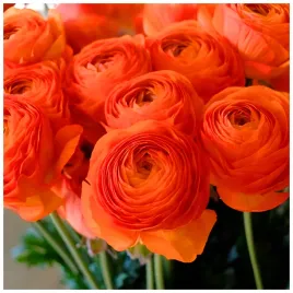 jaskier-ranunculus-pomaranczowy-cebulki-10-szt-prezent