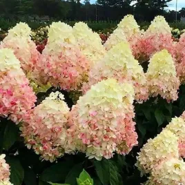 hortensja-magical-sweet-summer-bialo-rozowa-obfita-sadzonka-p9