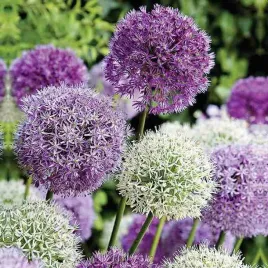 allium-czosnek-olbrzymi-mieszanka-mix-5-szt-cebulki-cebule-kwiaty