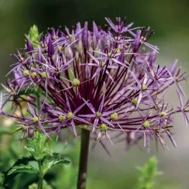 allium-christophii-czosnek-krzysztofa-3-szt-cebulki-cebule-kwiaty